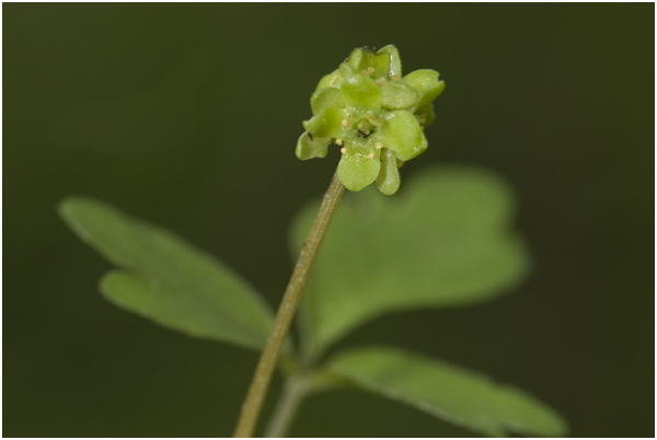 Muskuskruid - Adoxa moschatellina