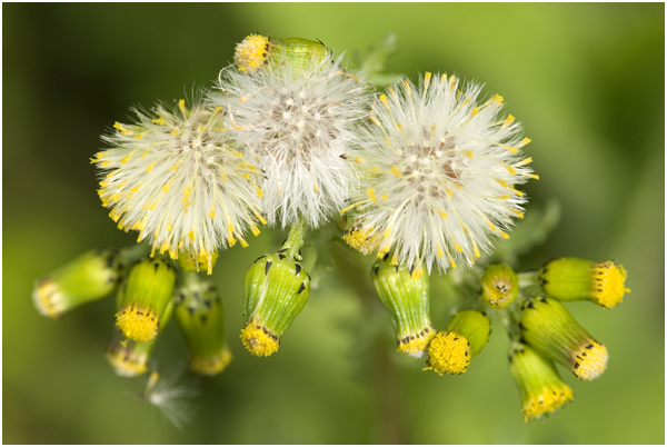 klein Kruiskruid - Senecio vulgaris