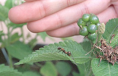 Hyalymenus? ant mimic