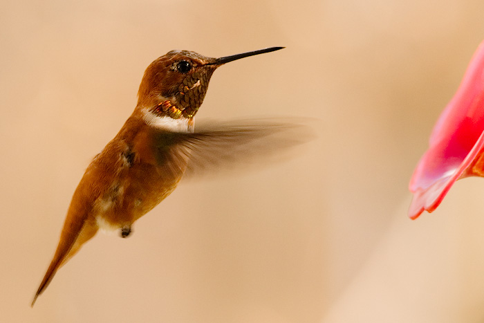 Rufous Hummingbird