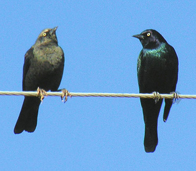 Male Brewer's Blackbirds (imm. & adult)