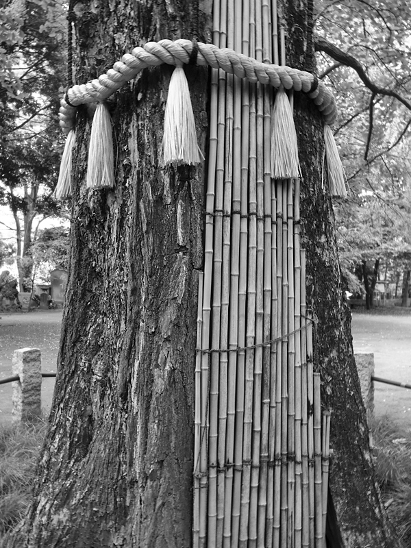 Akasaka Hikawa Shrine V