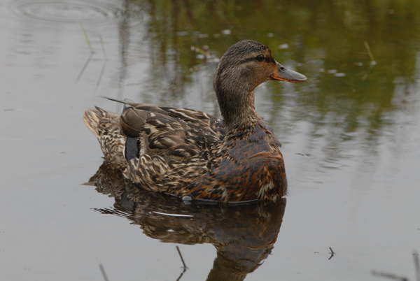 (female)