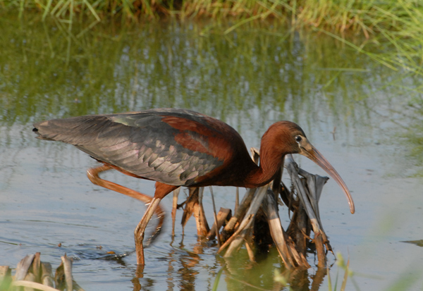 Glossy Ibis