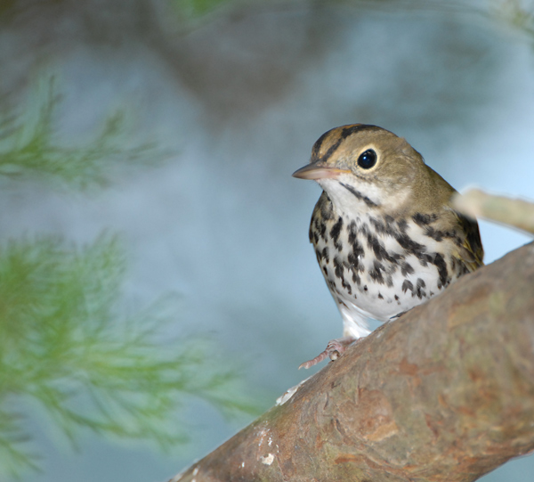 Ovenbird