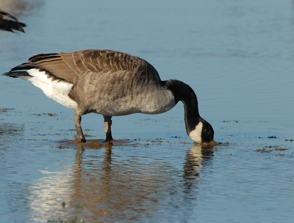 Canada Goose