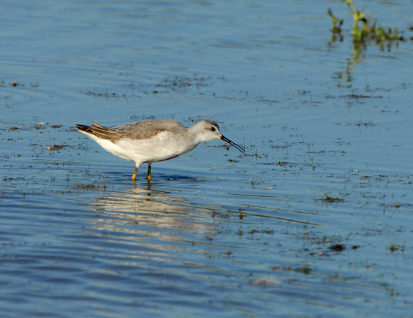 Wilsons Phalarope
