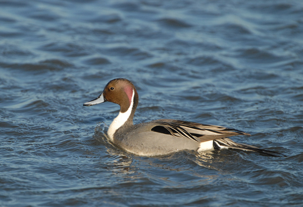 Northern Pintail