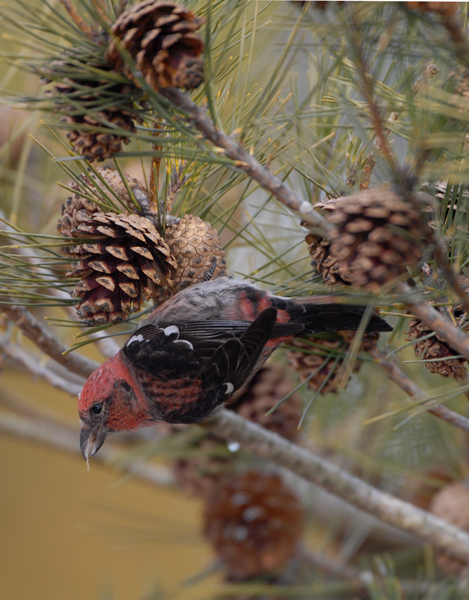 (male)