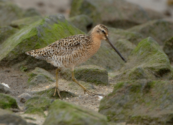 Short-billed Dowitcher