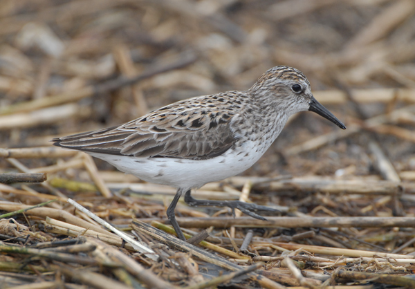 Semi-palmated Sandpiper