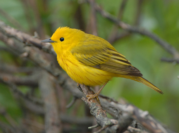 Yellow Warbler