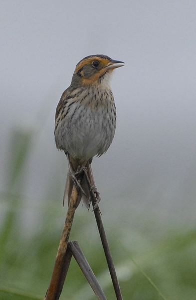 Saltmarsh Sharp-tailed