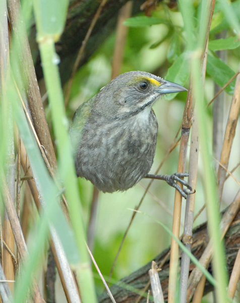 Seaside Sparrow
