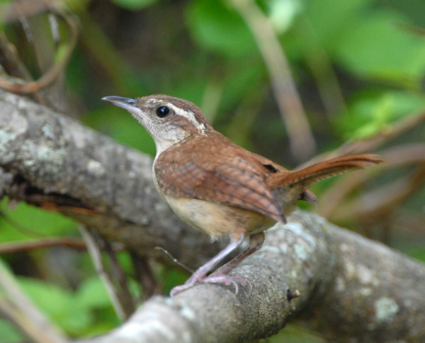 Carolina Wren