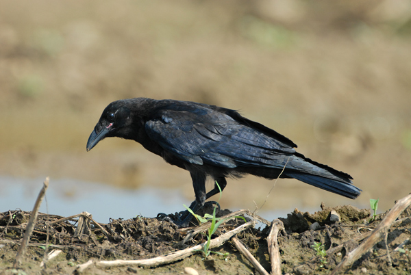 American Crow