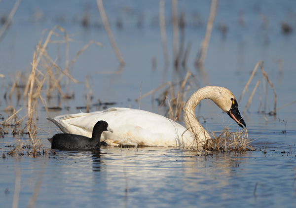 Tundra Swan (with mate?)