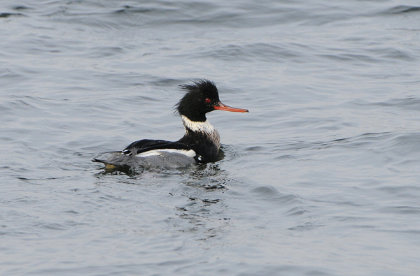 Red-breasted Merganser