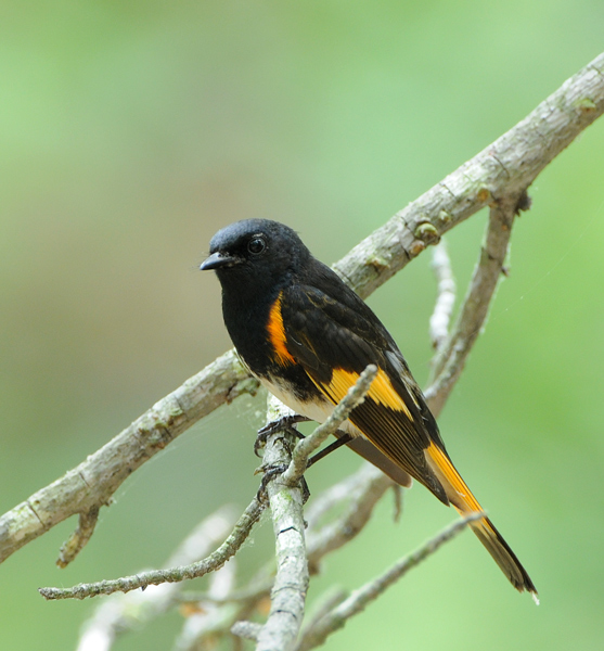 American Redstart