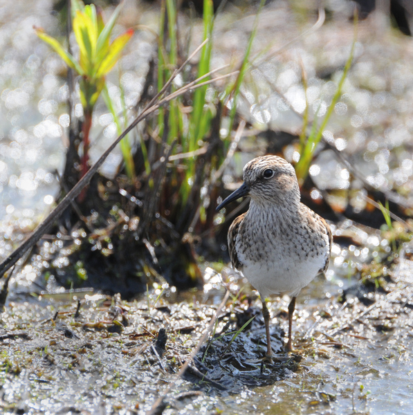Least Sandpiper