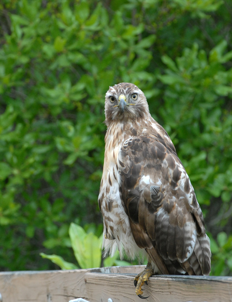 (Juvenile)