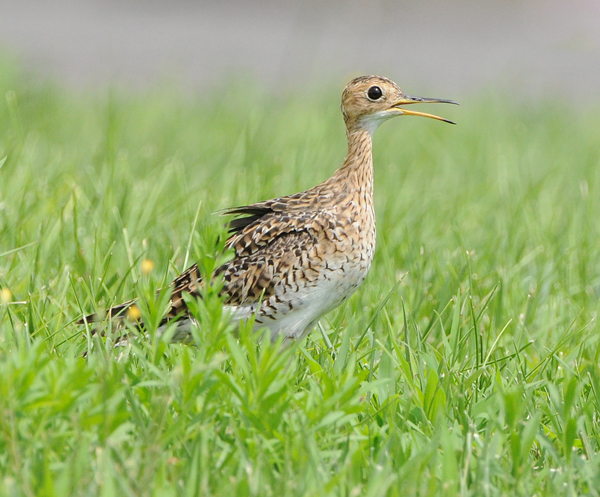 Upland Sandpiper