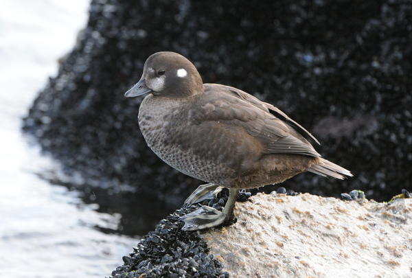 (female)