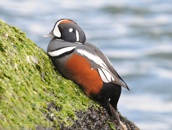 Harlequin Duck