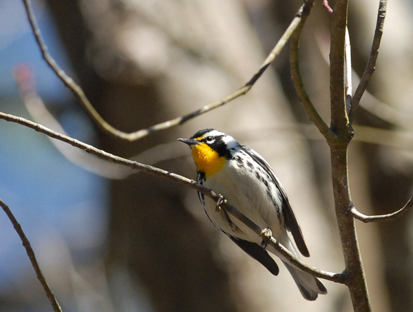 Yellow-throated Warbler