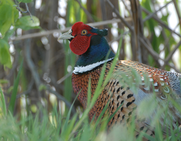 Ring-necked Pheasant