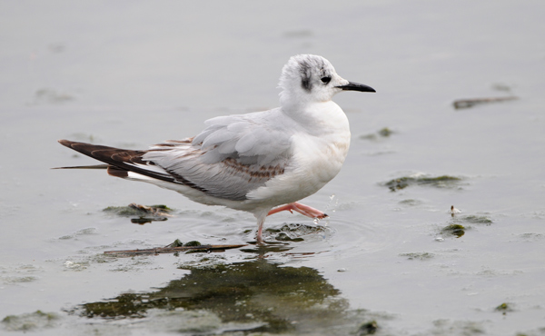 Bonaparte Gull