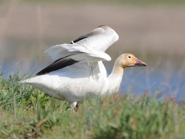 Snow Goose