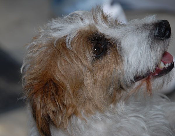 Jake