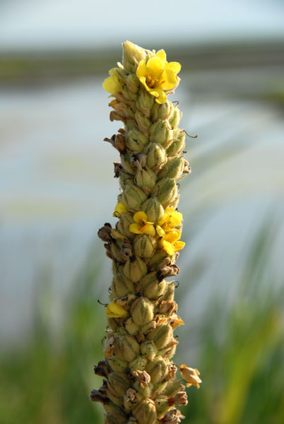 Common Mullein