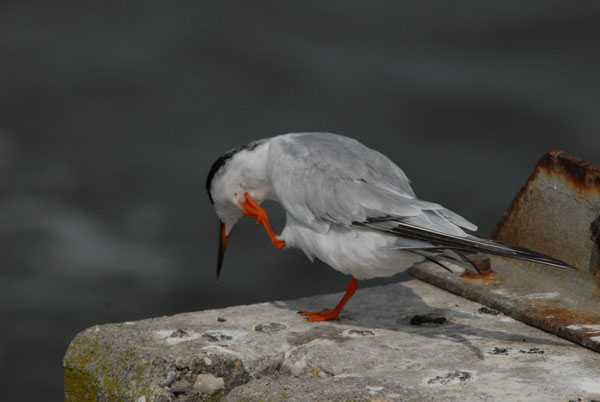 Roseate Tern