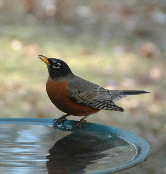 American Robin