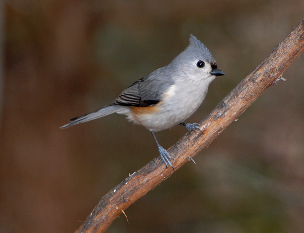Tufted Titmouse