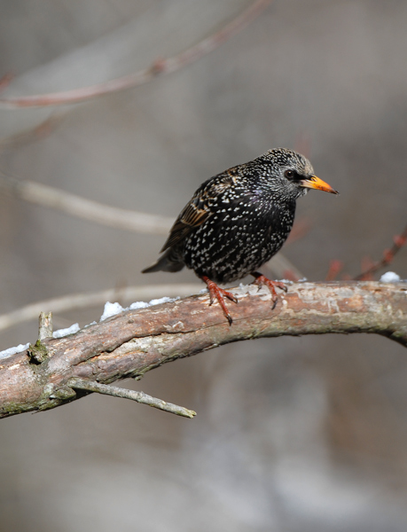 European Starling