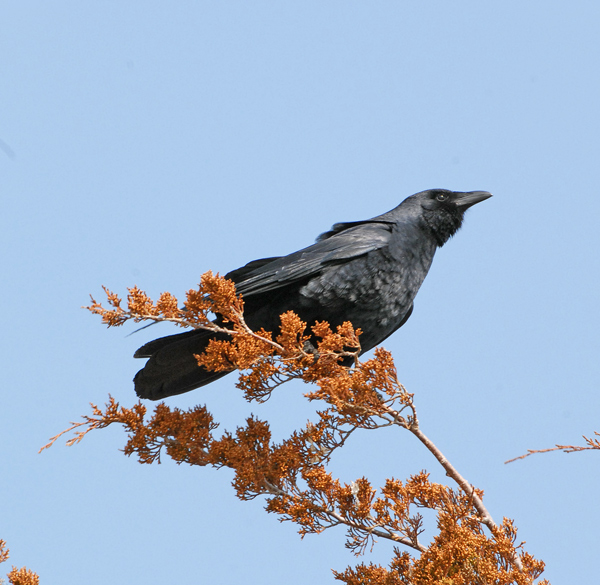 Fish Crow