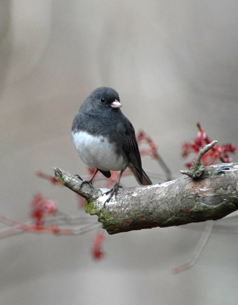 Northern Junco