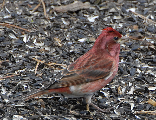 Purple Finch