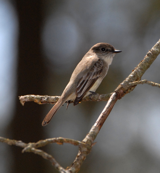 Eastern Phoebe
