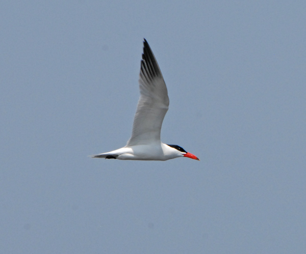 Caspian Tern