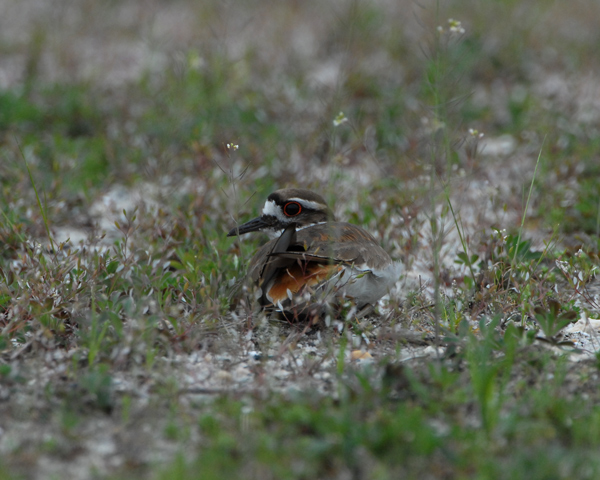 Killdeer