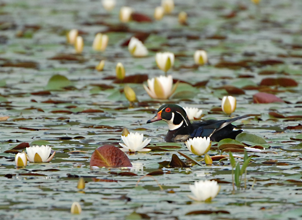 Wood Duck