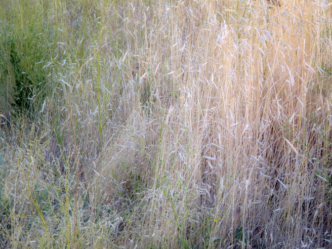 Wild Grass in Early Sunsets Light