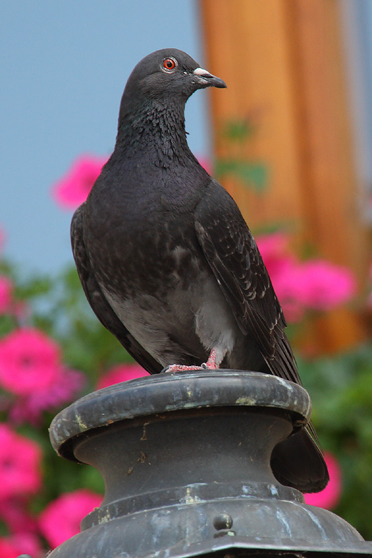 (Feral) Rock dove, Yverdon, Switzerland, July 2008