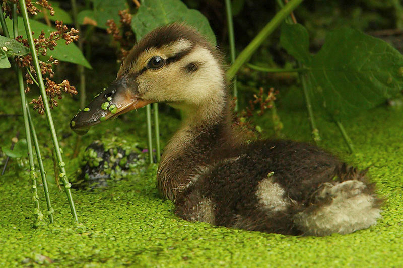 Mallard duck (anas platyrhynchos), Lonay, Switzerland, July 2008
