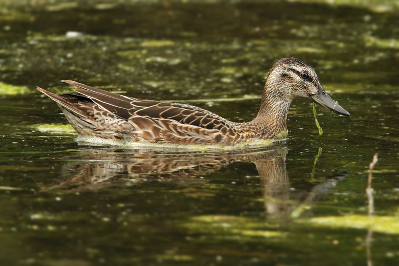 Garganey (anas querquedula), Yverdon, Switzerland, August 2008