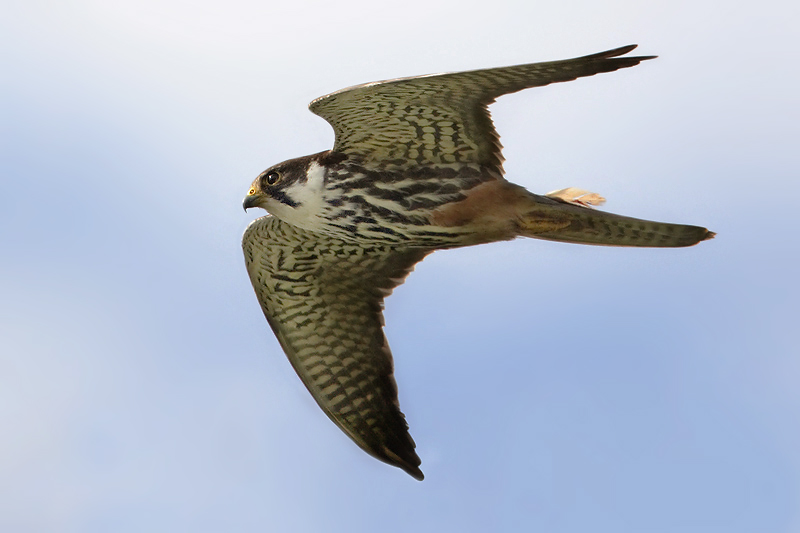 Hobby, Echandens, Switzerland, August 2008